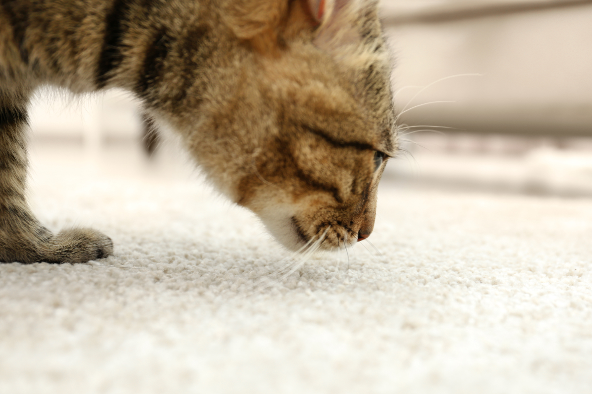 Unraveling the Mystery of Carpet Odors: Causes and Solutions hero image