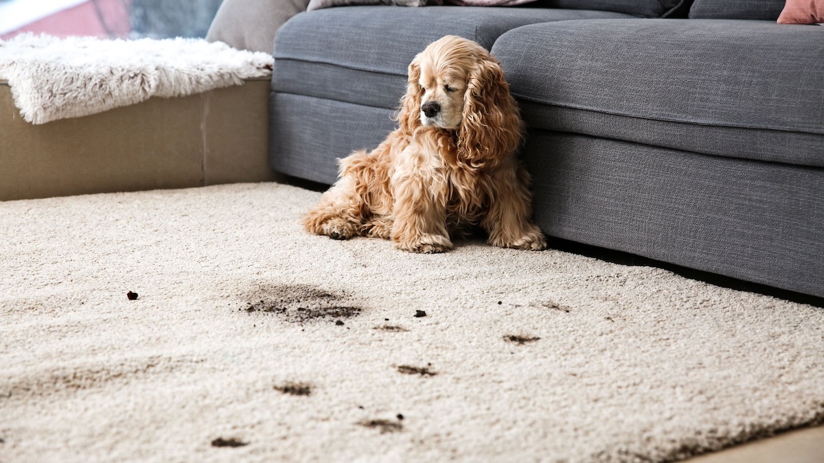 Top 5 Common Carpet Stains and How to Remove Them hero image